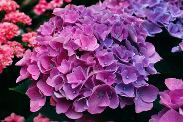 Pink and Purple Brightly Colored Hydrangea Flowers Macro Shot