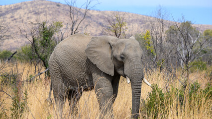Elephant in the wild