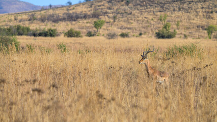 impala in the savannah