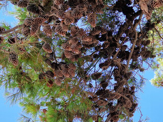 Pine tree branches with abundant pinecones