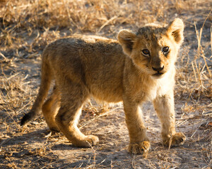 Intimate Profiles of Lions in the African Wilderness - Wildlife Portraits of Lion Prides with Cubs - Big Cat Photos