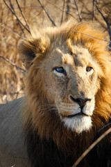 Intimate Profiles of Lions in the African Wilderness - Wildlife Portraits of Lion Prides with Cubs - Big Cat Photos