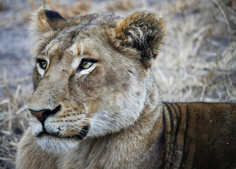 Intimate Profiles of Lions in the African Wilderness - Wildlife Portraits of Lion Prides with Cubs - Big Cat Photos