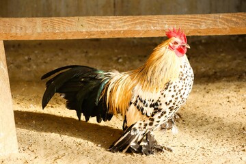 An Elegant Rooster Proudly Displaying Its Unique and Colorful Plumage in Natural Light