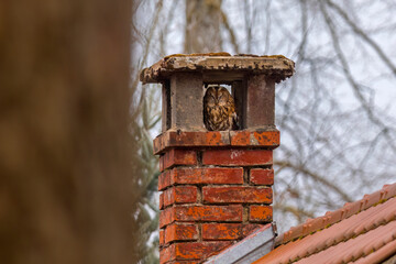 Aufnahme eines Waldkauzes in einem Kamin, beim Ausruhen.