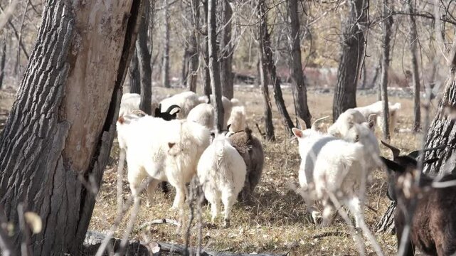 Furry domestic white goats enjoy warm spring day searching feed on meadow pasture. Herd of horned animals walking between the trees and chews old dry grass in sunny rural countryside 