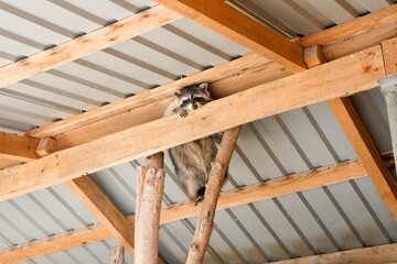A charming raccoon is comfortably resting in a cozy, rustic shelter in the countryside