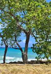 Tree standing still at San Andres's coast