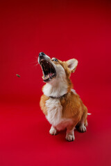 Corgi in action catching a treat mid-air, with a vivid red background showcasing excitement and fun