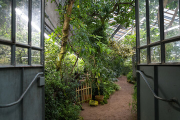 The interior of a large greenhouse with a collection of exotic plants. The open doors to the greenhouse of the botanical garden