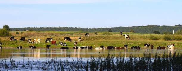A herd of cows graze along the river, and in the river they hide from the heat. Western Ukraine....