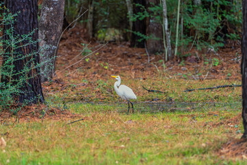 Great Egret bird, Ardea alba, hunting for prey in a forest wetland of south Texas