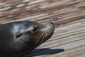 photography of sea lions in their natural habitat in the middle of nature