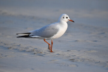 Fototapeta premium Black-headed gull on a sandy shore