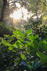 Green Plant with Sunlight Shining Through the Leaves