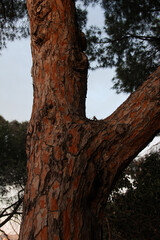 Obraz premium Sunlit Tree at Golden Hour: Focus on Trunk and Branches in Barcelona