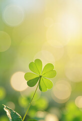 Four-leaf clover in sunlit green background