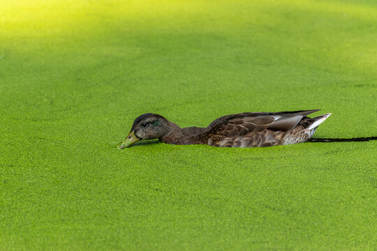 Mallard swimming in the duckweed. Green minimalistic duck photo.