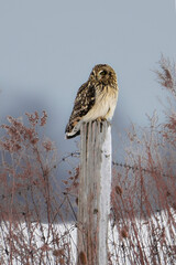 Winter scene of a  Short-eared owl sits perched on a fence post of an agriculture field looking around hunting for food