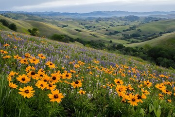 Fototapeta premium A panoramic view of rolling hills covered in a carpet of wildflowers during spring.