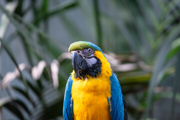 photography of parrots and parrots in their natural habitat in the middle of nature