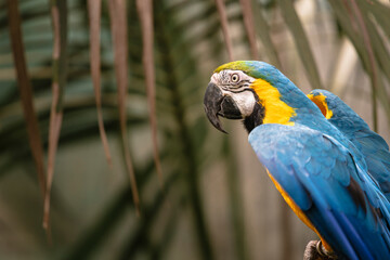 photography of parrots and parrots in their natural habitat in the middle of nature