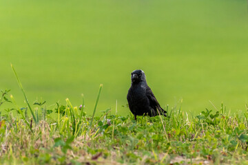 Western jackdaw walking in the grass. Minimalistic green background.