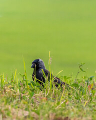 Western jackdaw walking in the grass. Minimalistic green background.
