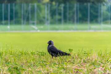 Western jackdaw walking in the grass. Minimalistic green background.