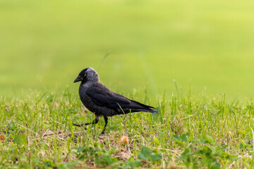 Western jackdaw walking in the grass. Minimalistic green background.