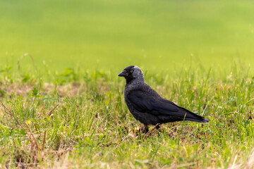 Western jackdaw walking in the grass. Minimalistic green background.