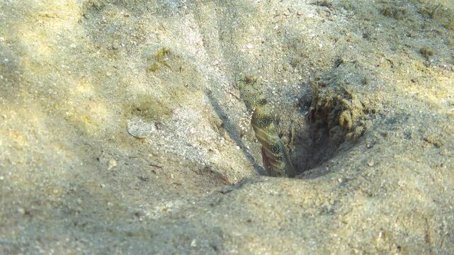 Video of harlequin prawn-goby fish and shrimp. Red Sea