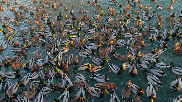 Massive flock of ducks is gathered on water's edge, their feathers glistening in sunlight as they prepare to take flight.