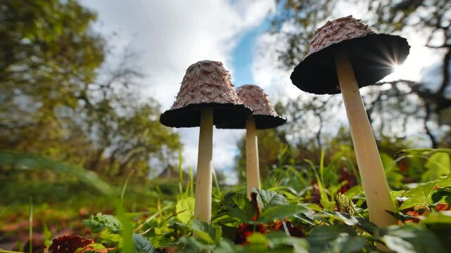 Soft sunlight penetrating shaggy ink cap mushrooms nestled amid verdant grass within shadowy woodland autumn landscape