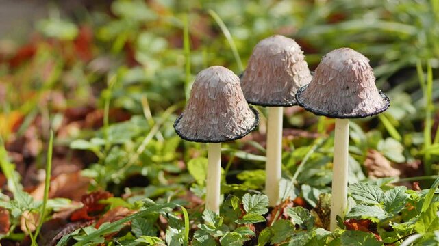 Glistening inkcap mushrooms emerging from forest floor, nestled amid verdant grass and scattered autumn leaves