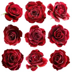 Group of romantic red roses isolated on white background