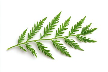 Fototapeta premium Yarrow blossom on white background