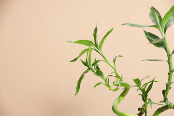 Decorative bamboo plant on beige background, closeup