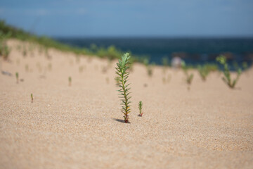 new green plant growth sand grains 