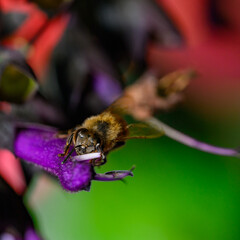 A close-up, macro photograph of a honey bee, likely a Western or Russian honey bee, collecting nectar from a vibrant purple flower. The bee's body is in focus, while the background is a soft, blurred 