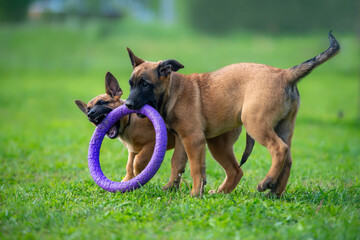 Two young puppies of belgian shepherd malinois playing with a toy ring