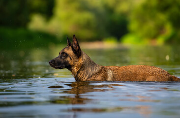Belgian Shepherd malinois Dog swimming in the water on a sunny summer day