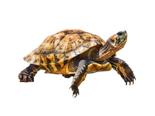 Obraz premium Tortoise Walking on a White Background Displaying Detailed Shell Patterns and Vibrant Colors