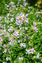Wild sweet William (saponaria officinalis) flowers in bloom