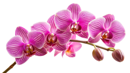 orchid isolated on white background