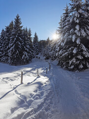 Footpath in white snow in a forest of green pines and firs