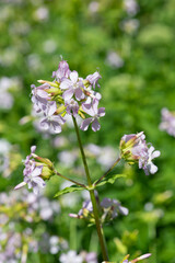 Wild sweet William (saponaria officinalis) flowers in bloom