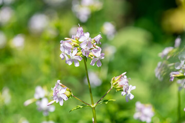 Wild sweet William (saponaria officinalis) flowers in bloom