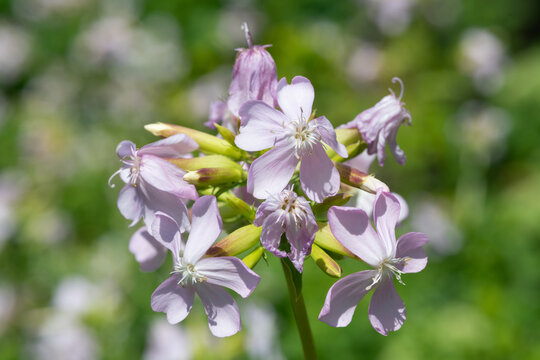 Wild sweet William (saponaria officinalis) flowers in bloom
