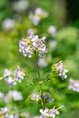 Wild sweet William (saponaria officinalis) flowers in bloom